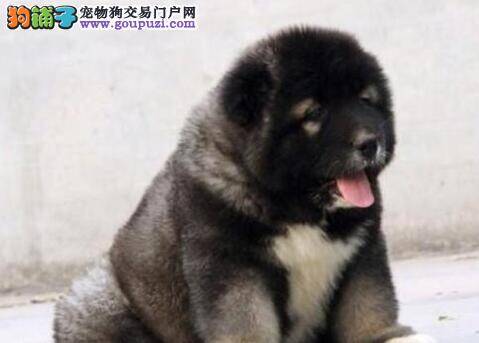 高加索犬患上皮肤病，应如何治疗