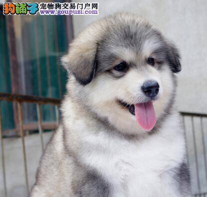 阿拉斯加犬身上有很多皮屑应如何治疗