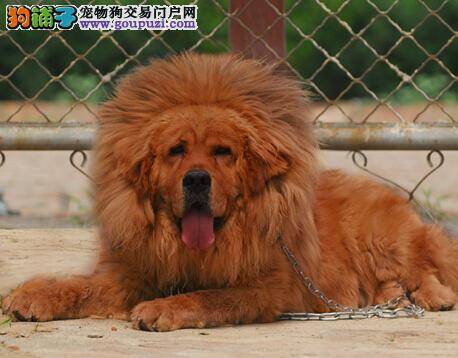 三种方法让你轻松的给藏獒喂药