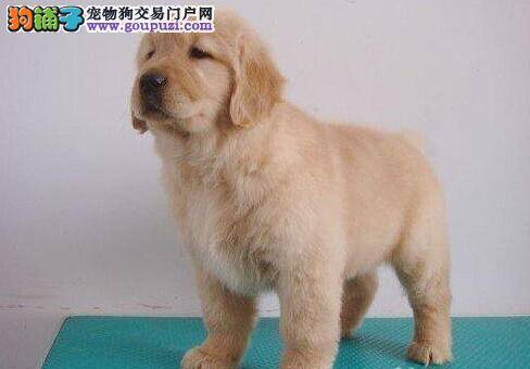 合理饮食与科学运动是对金毛犬饲养的前提
