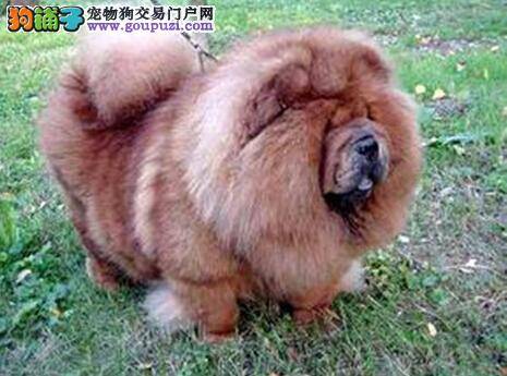 盘点松狮犬掉毛的原因以及改善的方法