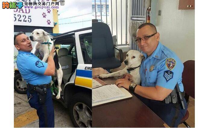 波多黎各流浪狗毛遂自荐 逆袭成帅气警犬