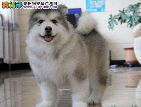 阿拉斯加犬的四条喂食禁忌