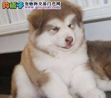 怎样成为阿拉斯加雪橇犬最称职的主人