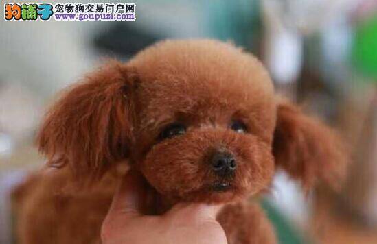 家庭医生告诉你泰迪犬的牙齿容易患上哪些异常疾病