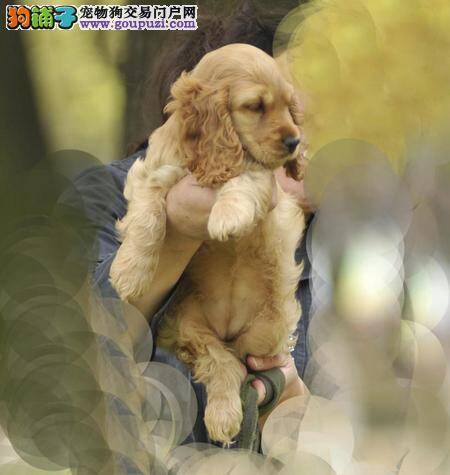 可卡犬眼球上有红血丝如何治疗