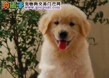 金毛犬感冒一直不好是什么原因造成的