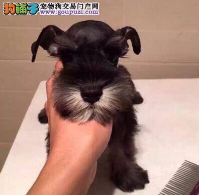 雪纳瑞吃狗粮后开始拉肚子怎么办