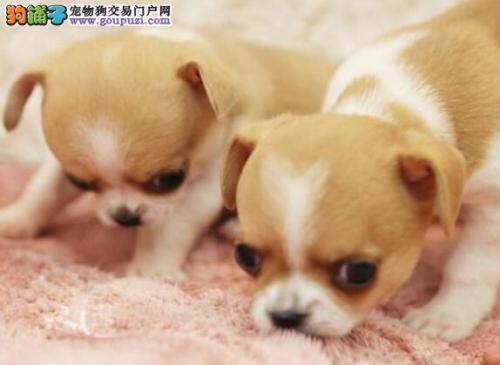 看看你的吉娃娃为什么会这么受欢迎