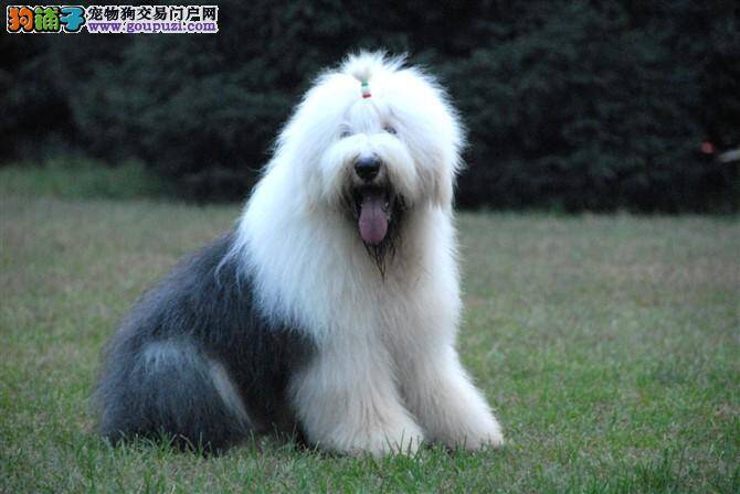 古代牧羊犬患上真菌感染怎么治疗