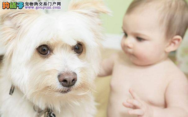 如何同时照顾好宝宝和宠物狗的生活
