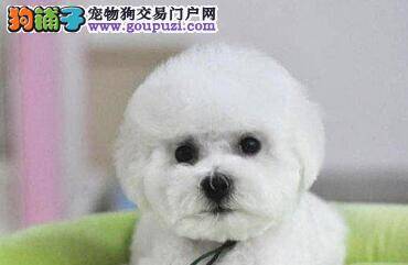 比熊犬昨天呕吐，而且拉稀是什么情况