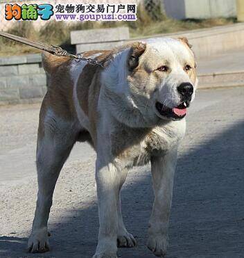 分享喂养中亚牧羊犬的方法及相关经验