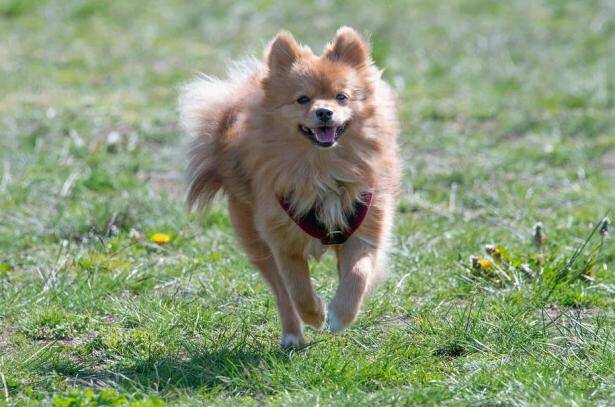 这些食物再好吃也不能给博美犬吃