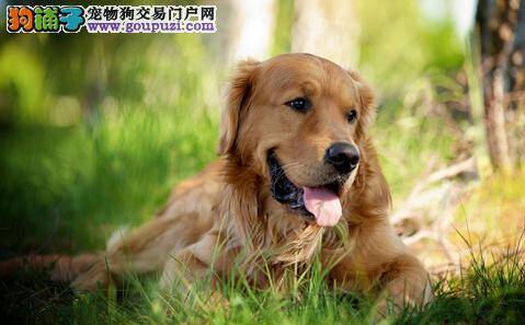 家中漫天飞舞着金毛犬的毛发有什么解决方法