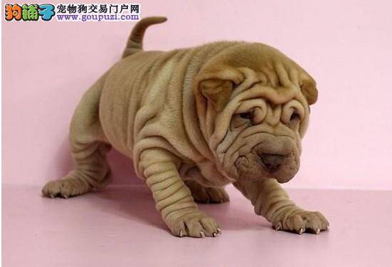 沙皮狗总是乱咬东西如何纠正这个毛病