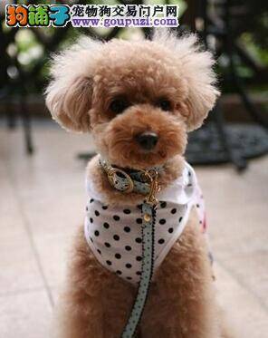 喂养老年犬须知 老年贵宾犬应如何喂养最妥当