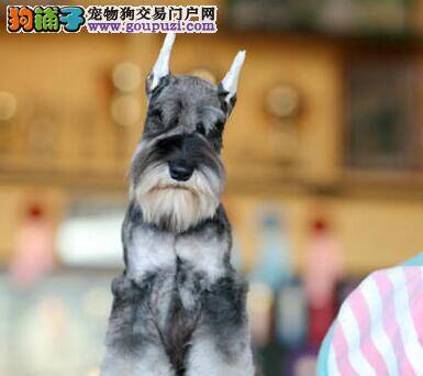 雪纳瑞患上尿结石了应怎样治愈