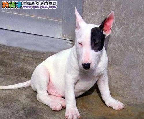 牛头梗每天大量脱毛是生病了吗