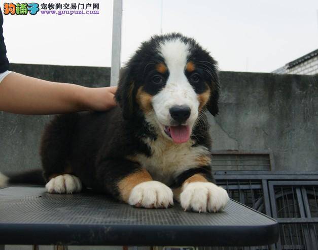 伯恩山犬患上细小怎么才能治愈