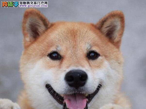 宠物小百科 柴犬怎样能学会文明如厕的本领