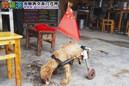 残疾小狗借助轮椅出行 网友直呼“好有爱”