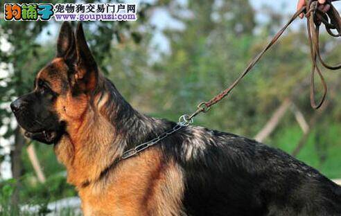 德国牧羊犬经常性干呕是什么毛病