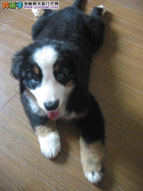 对伯恩山犬被毛质量有好处的食物有哪些