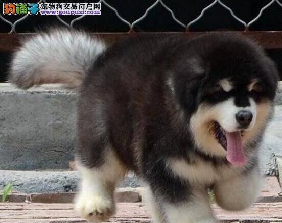 阿拉斯加雪橇犬步入老年应该有的美容事项