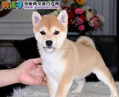 实用急诊手册 柴犬受到螨虫侵袭如何是好