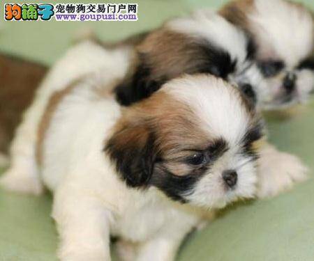 选购西施犬幼犬6大原则 从健康特征看起