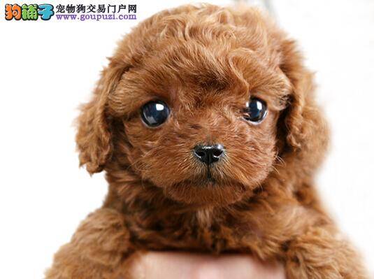 缺乏营养易患病 怎样防治泰迪犬营养性皮肤病