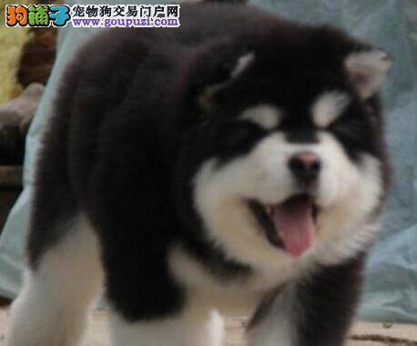 我家阿拉斯加犬口吐白沫，没精神是怎么回事