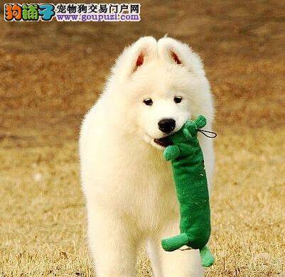 萨摩耶身上出现跳蚤，怎么办