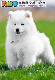 幼犬的健康饮食 喂养幼年的萨摩耶有哪些方法