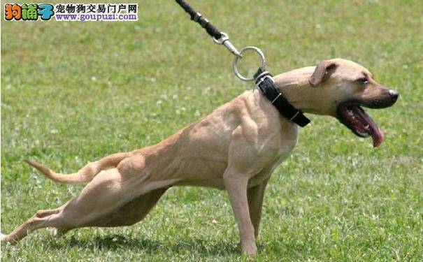 老年比特犬长寿又健康的饮食秘诀