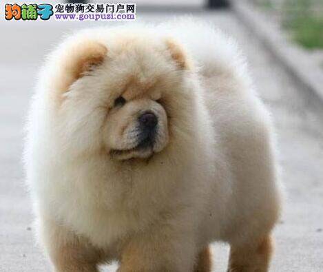 松狮犬耳朵长有黄色的皮屑用什么药好