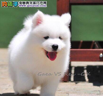 萨摩耶才两个月能吃能拉这属于正常现象吗