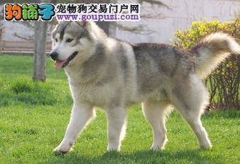 精挑细选阿拉斯加犬要点