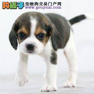 比格犬不听话叫它名字也不搭理我