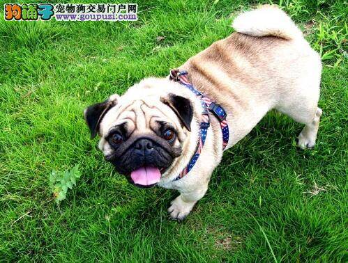 正确购买巴哥犬 详解不良狗贩惯用的手段有哪些