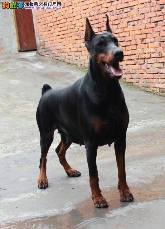 杜宾犬这几天拉血了怎么办，求解答