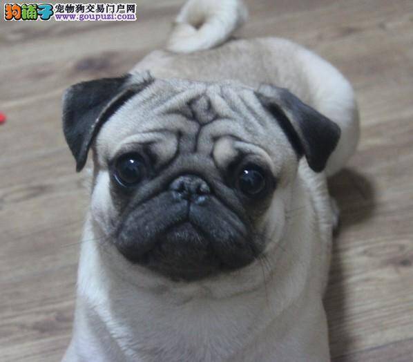 巴哥犬从昨天开始就拉肚子怎么办