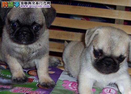 怎样教巴哥犬轻松学会坐下技能