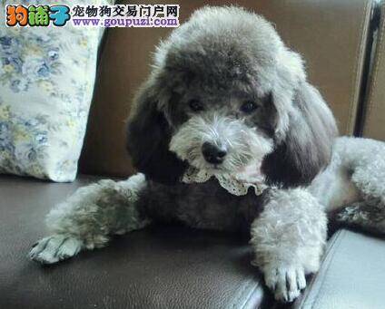 贵宾犬最近这两天拉稀是怎么了