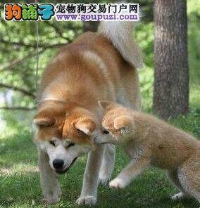 秋田犬最近总挠自己，有点掉毛没事吧