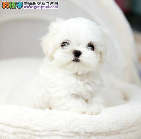 无论如何也不能给马尔济斯犬吃的食物