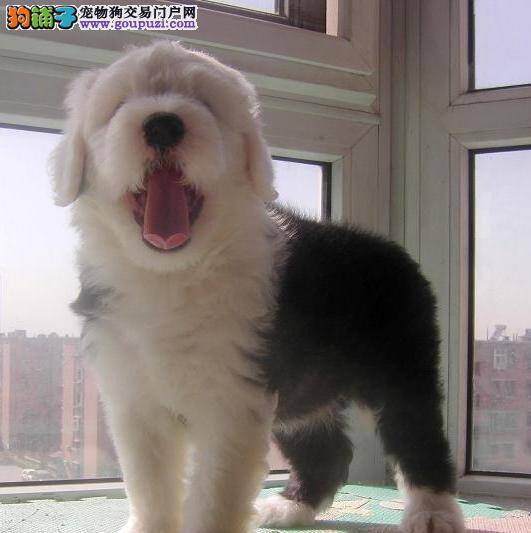 古代牧羊犬最近咳嗽，看起来很难受怎么办