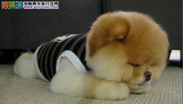 如何消除博美犬的泪痕
