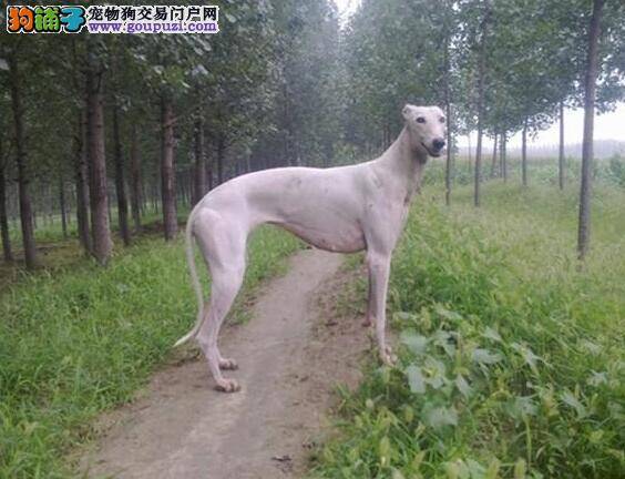 格力犬的品种优点和步态特征表现在哪些方面